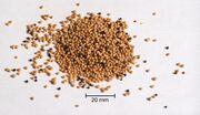 Mustard seeds, Packaging Type : Paper Bag