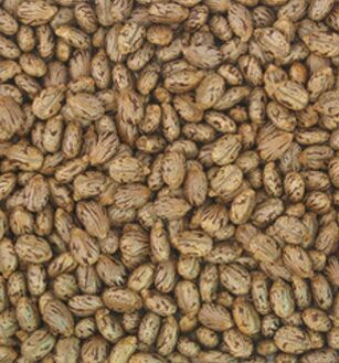 castor seeds