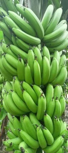 fresh green banana