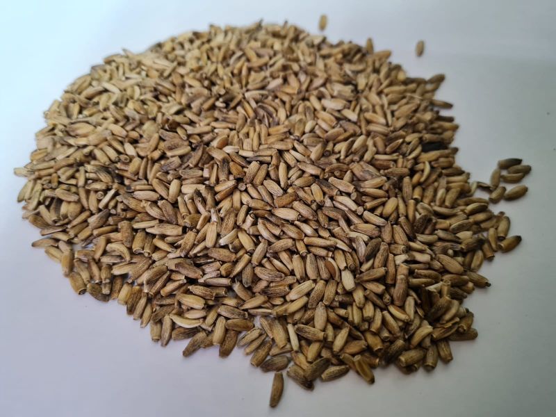 Brown milk thistle seeds, for Medicinal, Style : Dried