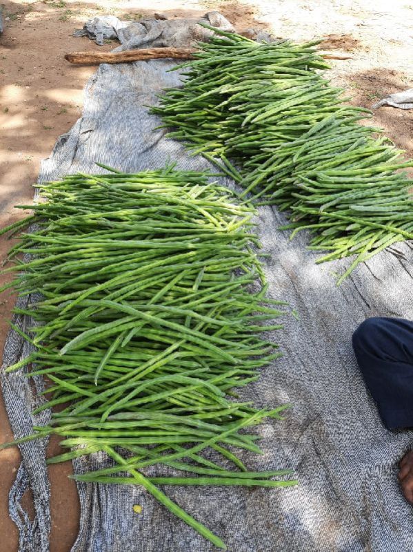 Common drum stick, for Cooking, Style : Fresh