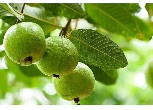 guava plants