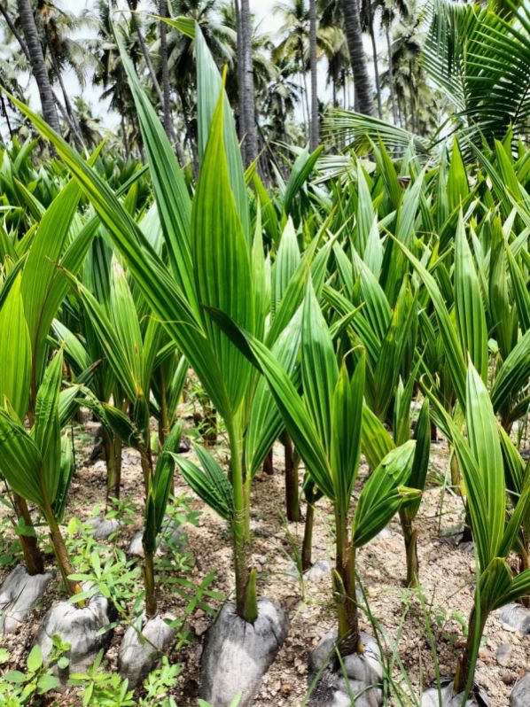 3 kg Natural coconut plants, Feature : Healthy