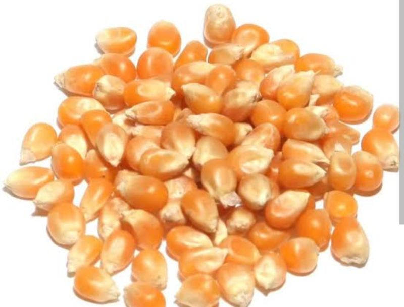 Yellow Common Corn Seeds, for Human Consuption, Animal Feed, Style : Dried