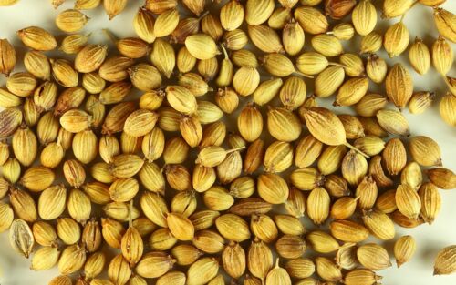 Organic coriander seeds, Packaging Size : 100gm, 500gm