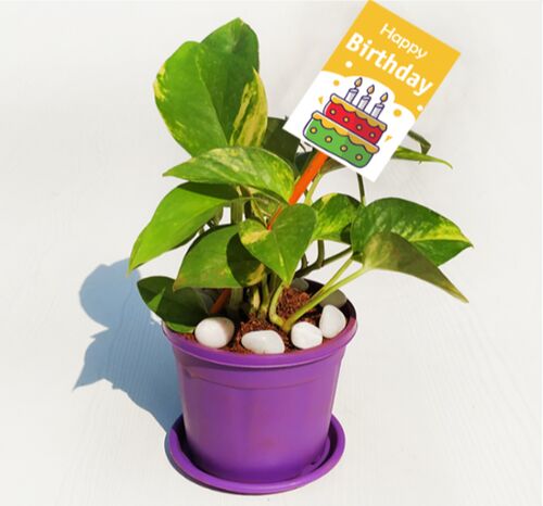 Natural Eco-friendly Gift Plants Collection - Corporate Gifts, Birthday Gifts, Anniversary Gift and Return Gifts