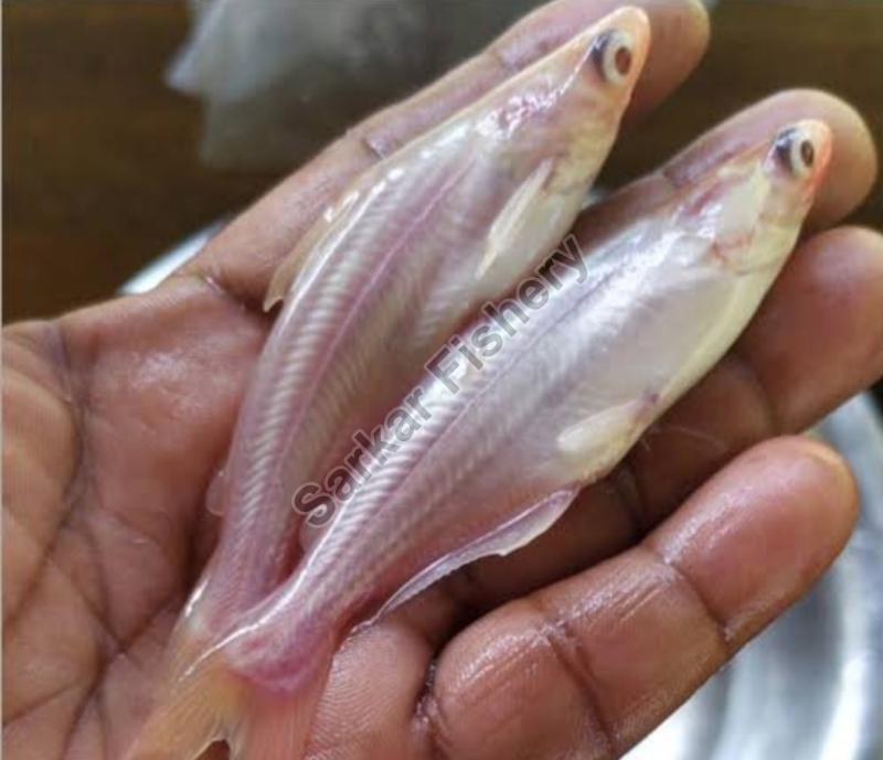 albino pangasius fish seeds