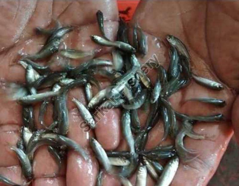 Jayanti Rohu Fish Seeds