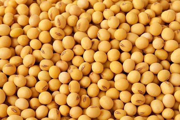 Nature soybean seeds, Feature : High Nutritional Value, Low In Saturated Fat, Low Moisture