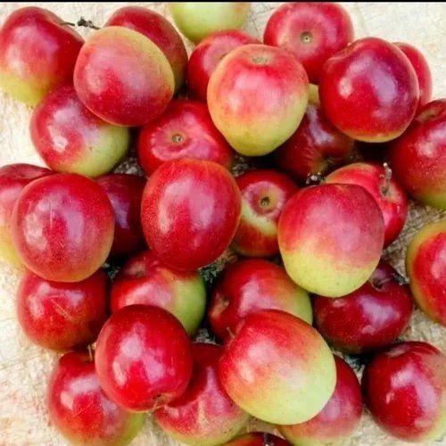 Red Miss India Apple bar plant