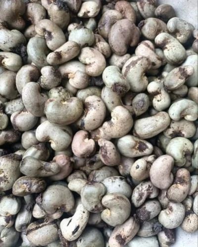 Organic raw cashew nuts, Certification : FSSAI Certified