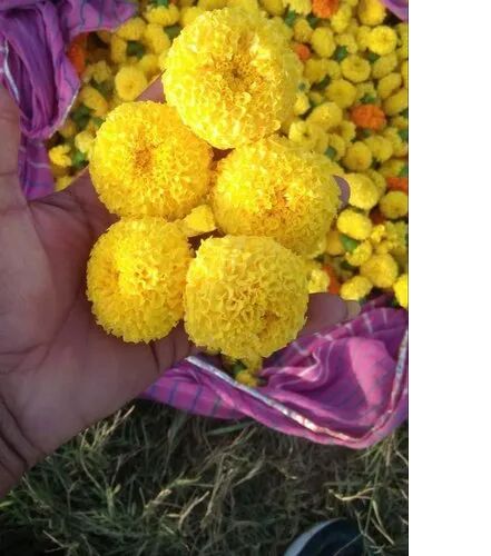 Marigold Seeds, Color : Yellow