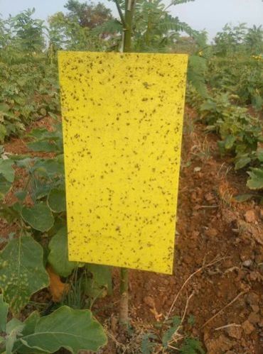 Yellow Plastic Sticky Trap, For Agriculture, Pattern : Plain