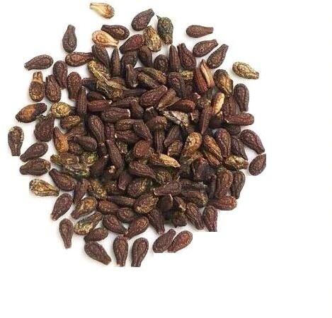 Shivlingi Seed Powder