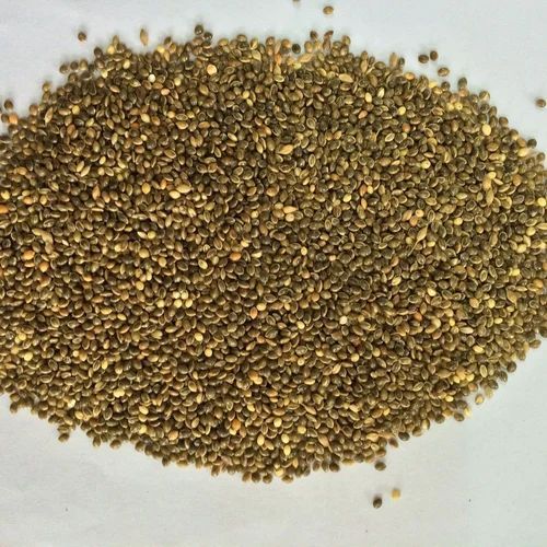 Organic Millet Seeds, for Cattle Feed, Cooking