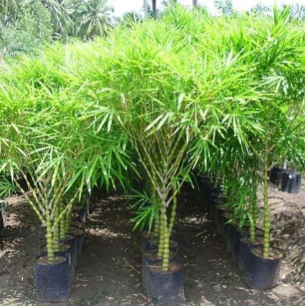Organic Bambusa Bamboo Plant, For Farming, Color : Green