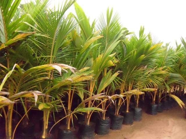Organic Coconut Plant