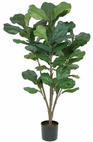 Fig Plant, For Fruits, Features : Fast Growth