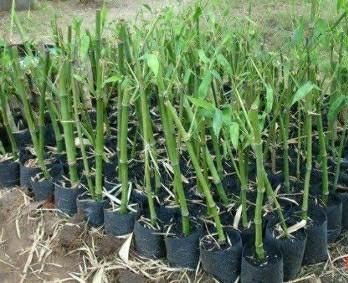 Tulda Bamboo Plant
