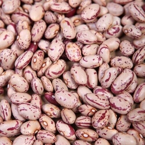 Speckled Kidney Beans, Shelf Life : 2Years