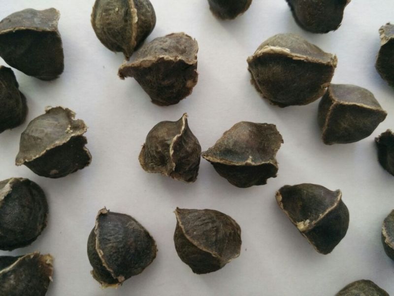 moringa oleifera seeds