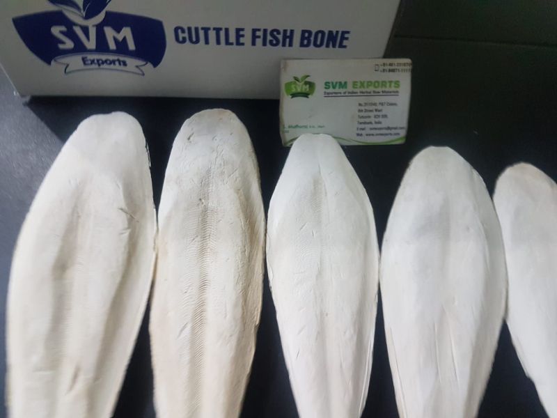 Light White Dried Natural Cuttlefish bone, for Cooking, Food, Snacks, Certification : FSSAI Certified