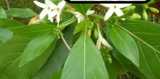 Morinda tinctoria leaves
