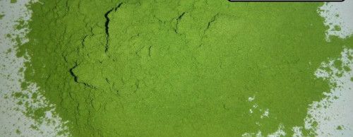 moringa powder