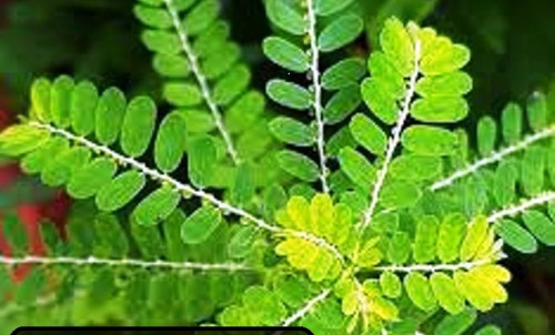 Green Svm Naturals Suppliers Phyllanthus Niruri Leaves