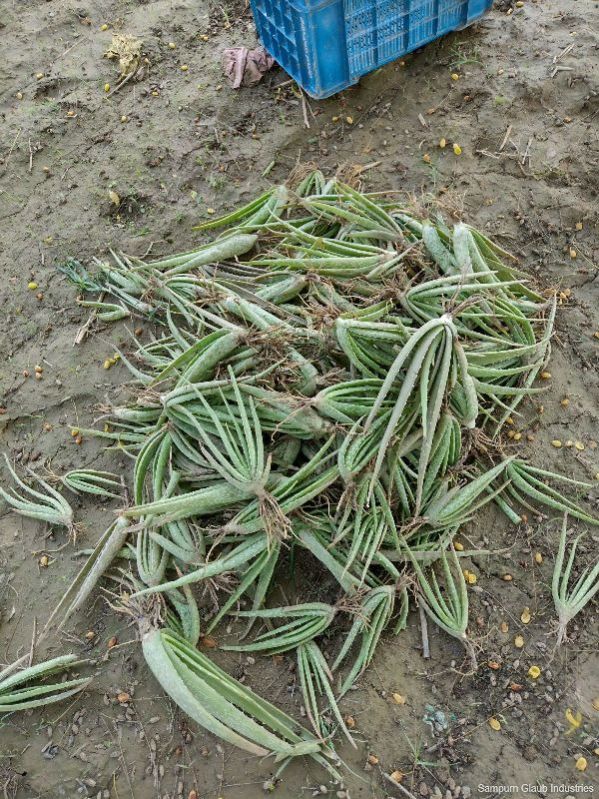 Organic Aloe Vera Baby Plants, Feature : Long Term Freshness