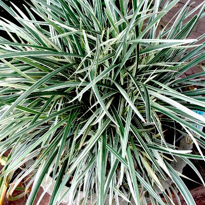 Ophiopogon Plant