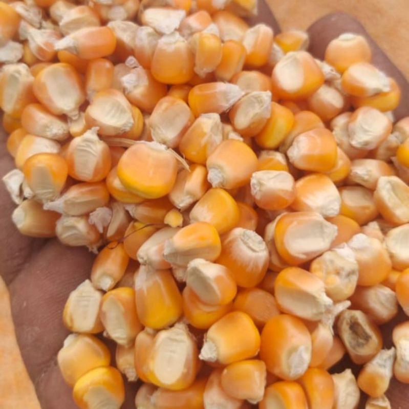 Common Corn Seeds, Purity : 3%