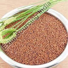 Finger millet, for Cooking, Snacks Use, Packaging Type : Plastic Bags