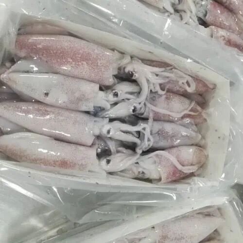 Frozen Whole Squid, Packaging Type : Vacuum Pack
