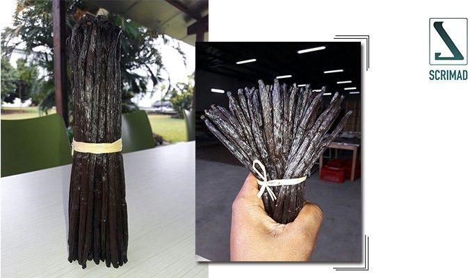 High Quality Vanilla Beans Seeds