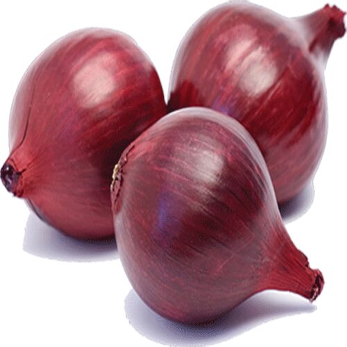 Organic red onion, for Cooking, Packaging Type : Plastic Packet