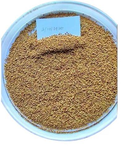 Berseem Seed, Packaging Type : Loose