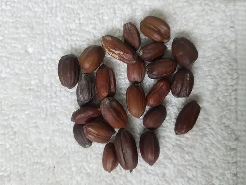Herbal Jojoba Seed