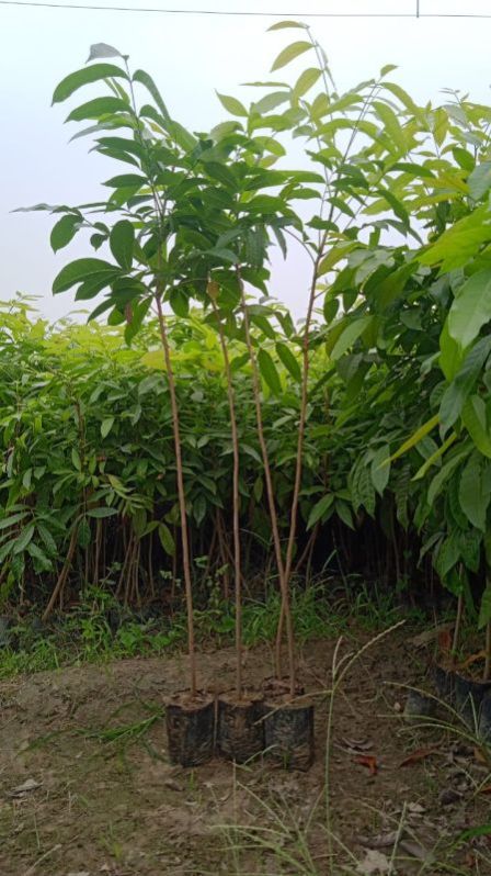 mahogany plants