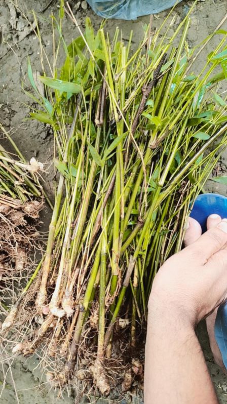 Balcooa rhizome plants