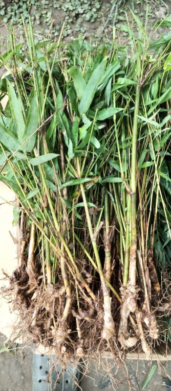 Bambusa balcooa rhizome plants