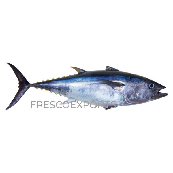 Fresh Fin Tuna Fish