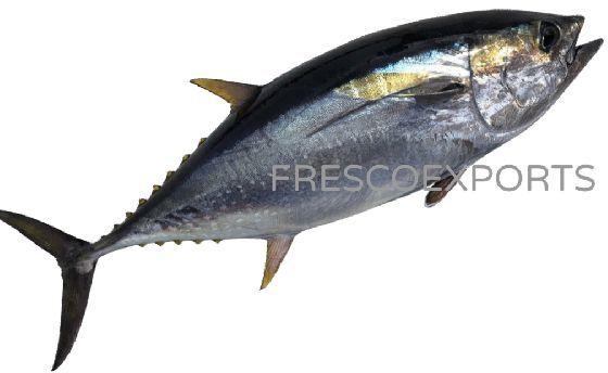 Fresh Yellow fin Tuna Fish