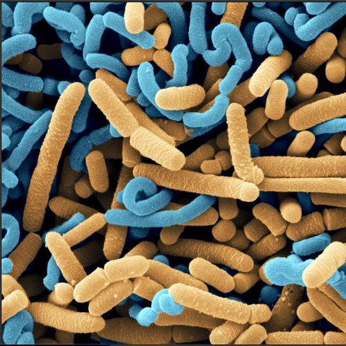 Lactobacillus Acidophillus Powder