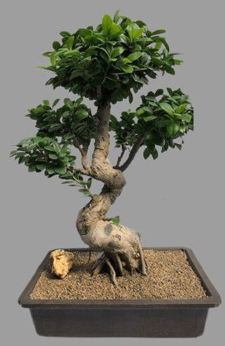 Bonsai Ficus Plant