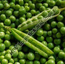 Fresh Green Peas, Packaging Type : Jute Bag