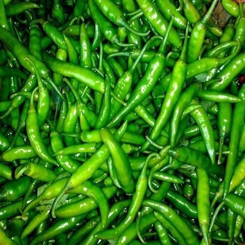 Common Fresh Green Chilli, for Human Consumption, Cooking