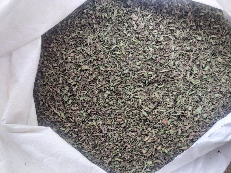 Spearmint leaves, for Oil/Medicine, Packaging Type : PP Bag