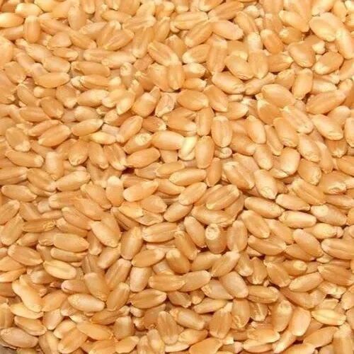Wheat Lokwan, Packaging Size : 50 Kg