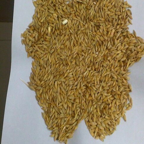Animal Feed Supplement Barley Feed, Milling Wheat, Oats, Peas Exporters
